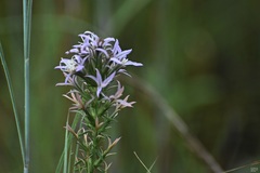 Liatris carrizana