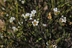 Diosma aspalathoides