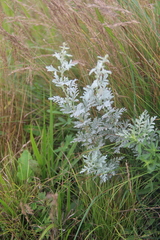 Artemisia freyniana