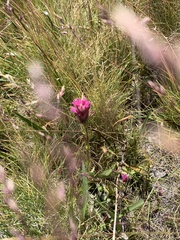 Castilleja lemmonii