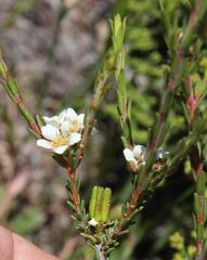Diosma aspalathoides
