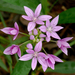 Allium unifolium - Photo (c) James Gaither,  זכויות יוצרים חלקיות (CC BY-NC-ND)