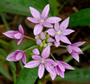 Allium unifolium - Photo (c) James Gaither, algunos derechos reservados (CC BY-NC-ND)