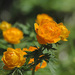 Asian Globeflower - Photo (c) Sergey Yeliseev, some rights reserved (CC BY-NC-ND)