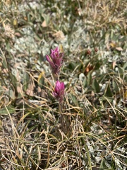 Castilleja lemmonii