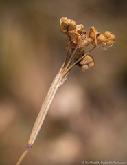 Sisyrinchium halophilum