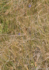 Sisyrinchium halophilum
