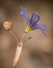 Sisyrinchium halophilum