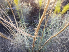 Stanleya pinnata pinnata