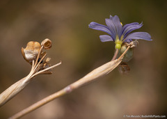 Sisyrinchium halophilum