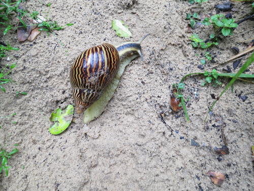 Cochlitoma zebra