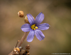 Sisyrinchium halophilum