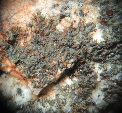 Anaptychia ulothricoides