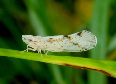 Otiocerus francilloni