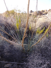 Stanleya pinnata pinnata