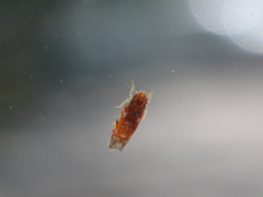 Erythroneura rubra