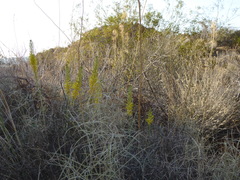 Stanleya pinnata pinnata