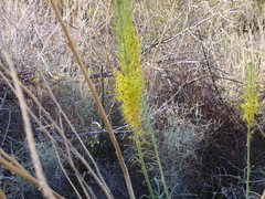 Stanleya pinnata pinnata