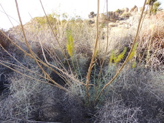 Stanleya pinnata pinnata