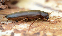 Serropalpus barbatus