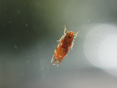 Erythroneura rubra
