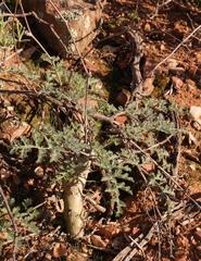 Pelargonium carnosum carnosum
