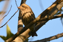 Haemorhous purpureus californicus