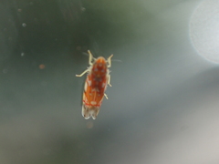 Erythroneura rubra