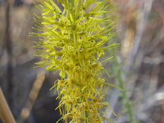 Stanleya pinnata pinnata