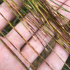 Trichophorum subcapitatum