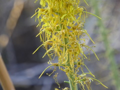 Stanleya pinnata pinnata