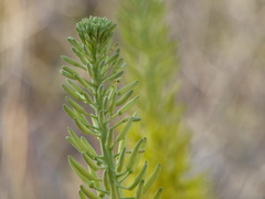 Stanleya pinnata pinnata