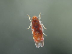 Erythroneura rubra