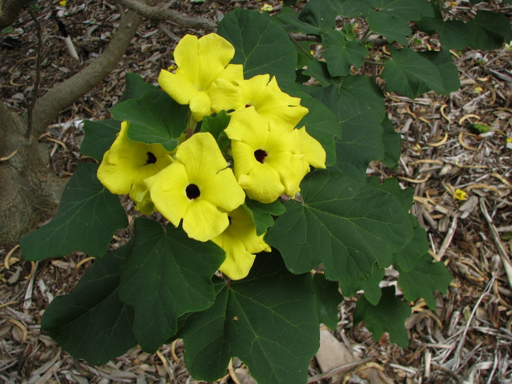 Uncarina