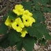 Uncarina peltata - Photo (c) David  Eickhoff, some rights reserved (CC BY-NC-SA)