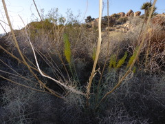 Stanleya pinnata pinnata