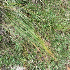Trichophorum subcapitatum