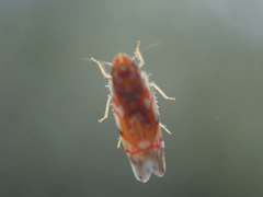 Erythroneura rubra