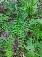Vicia cassubica