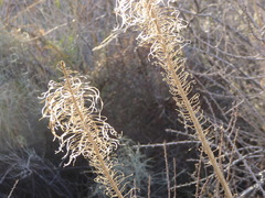 Stanleya pinnata pinnata