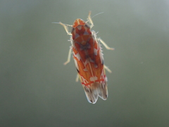 Erythroneura rubra