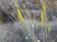 Stanleya pinnata pinnata