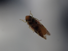 Erythroneura rubra