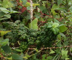 Phylloplecta tripunctata