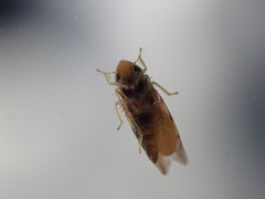 Erythroneura rubra