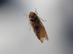 Erythroneura rubra