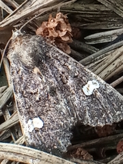 Melanchra persicariae