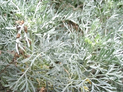 Artemisia arborescens