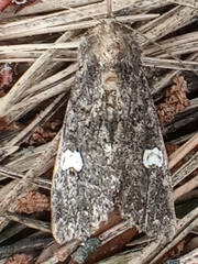Melanchra persicariae