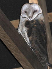 Tyto alba poensis